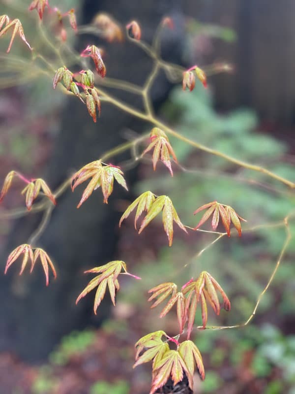 Pruning Japanese Maple Trees - TreePro Sonoma