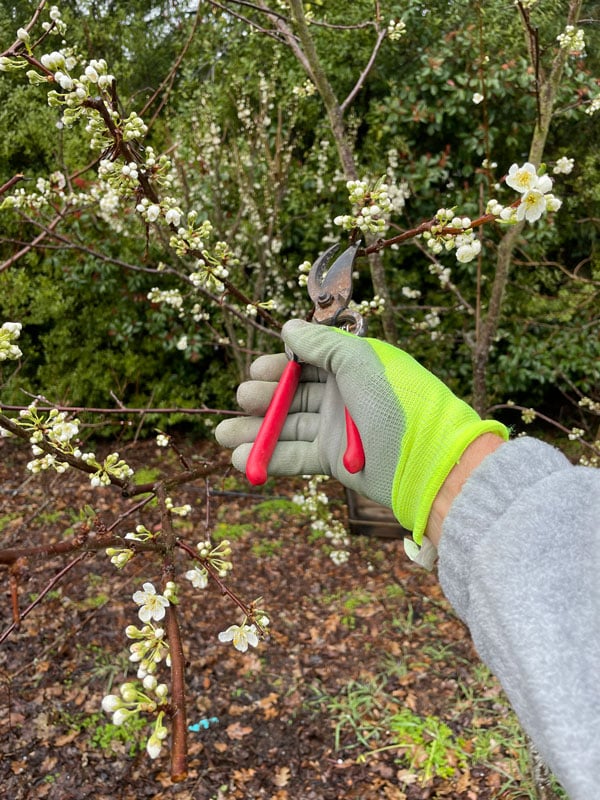 Prune a Santa Rosa Plum Tree - TreePro Sonoma - Tree Care Service
