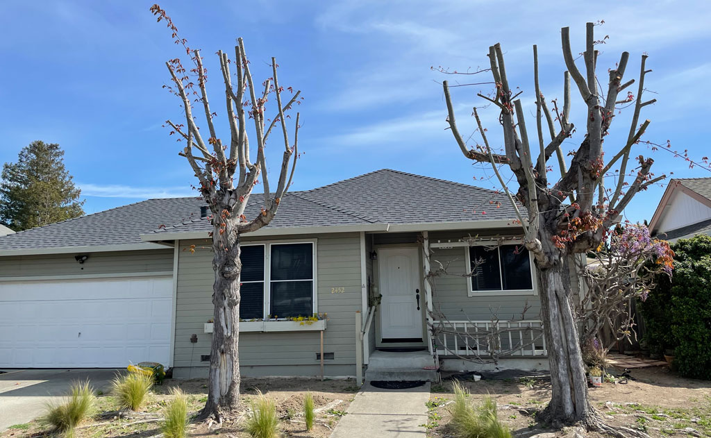 Pruning Japanese Maples - TreePro Sonoma - Tree Care Service Santa Rosa