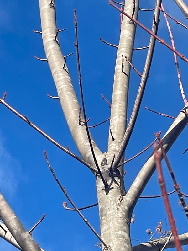 Pruning Japanese Maples - TreePro Sonoma - Tree Care Service Santa Rosa