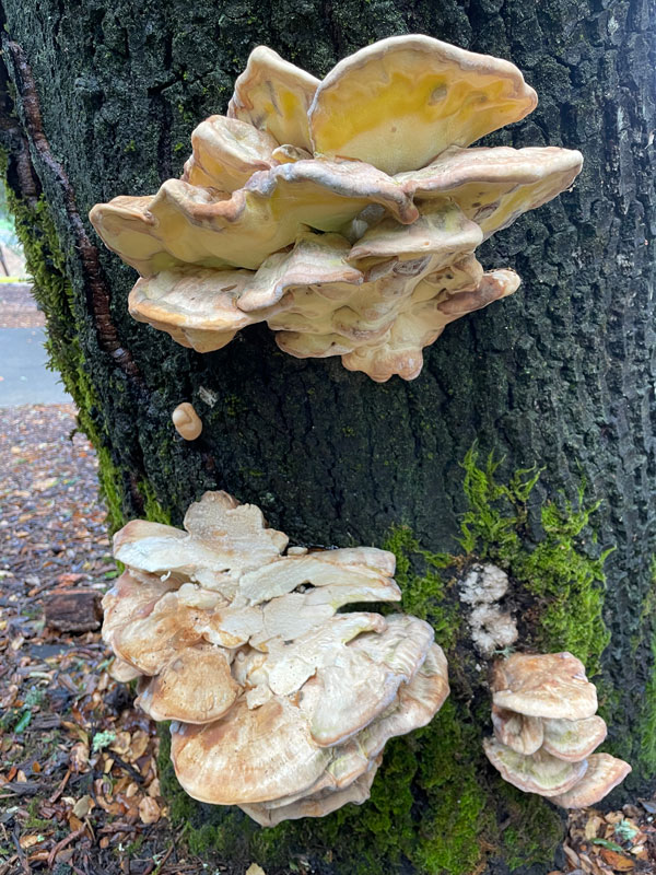 Tree Failures After Heavy Rain - TreePro Sonoma