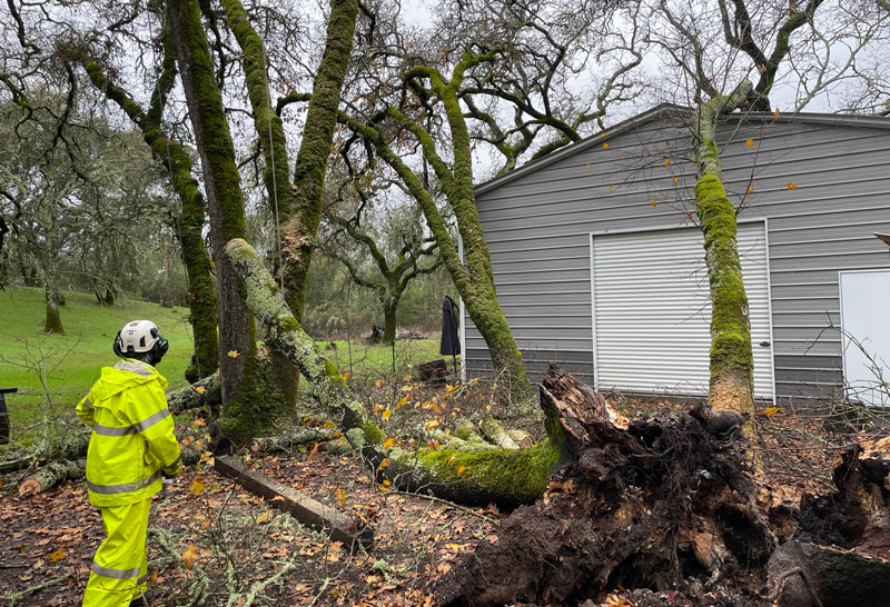 Tree Failures After Heavy Rain - TreePro Sonoma Certified Arborists