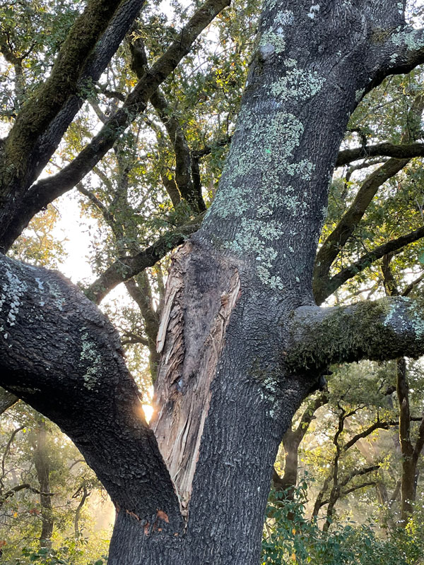 Tree Care by TreePro Sonoma - Tree Care Service Santa Rosa