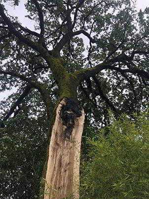 Fire Damage Tree Care Services TreePro Sonoma County