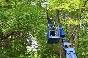 felling branches of large tree
