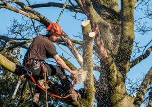 using a chainsaw to cut branches